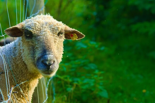 Sheep wants to unfriend you