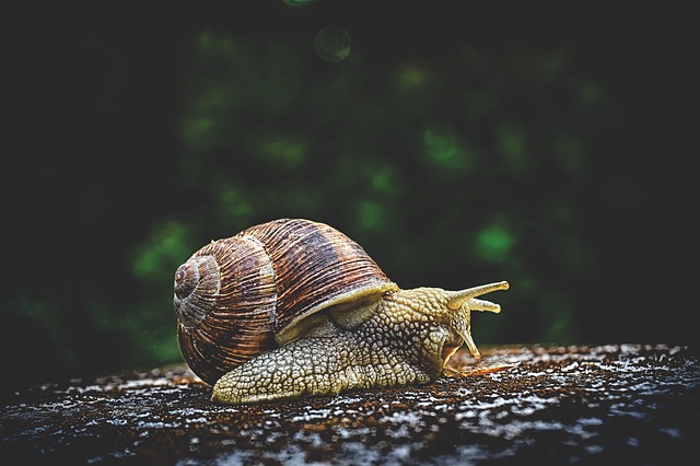 “Exasperate” vs. “Exacerbate” snail