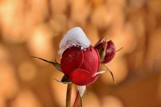 “Sooner Rather Than Later” vs. “Sooner Than Later” - rose bud in spring