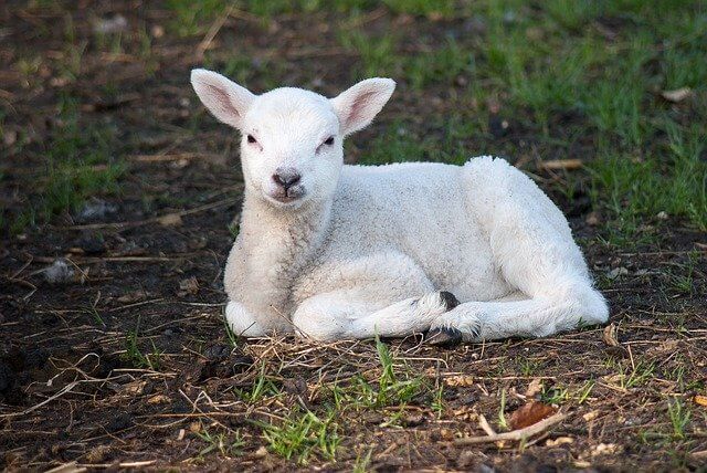 How do you spell “on the lam” - cute lamb