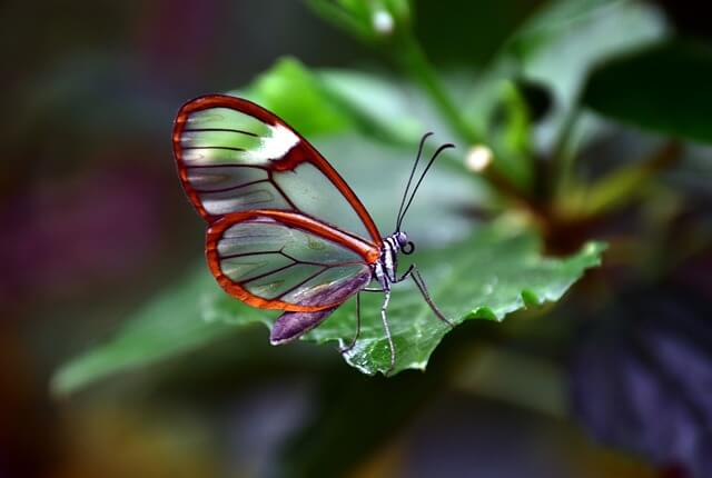 “Invisibility” or “invincibility” - Transparent Butterfly Wings