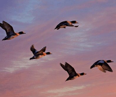 eurasian-wigeon-4914971_640