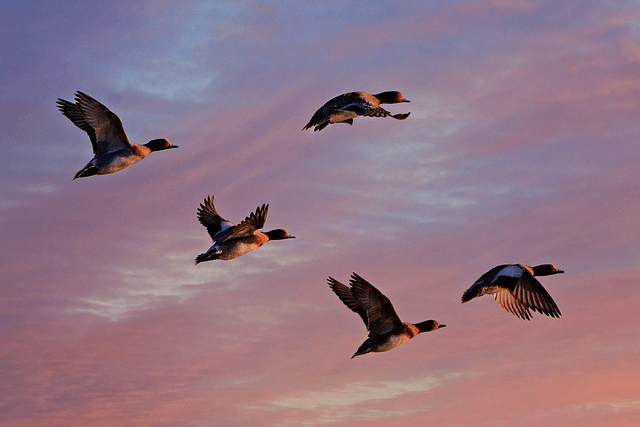 Team vs Team - of ducks - ducks flying through the sky
